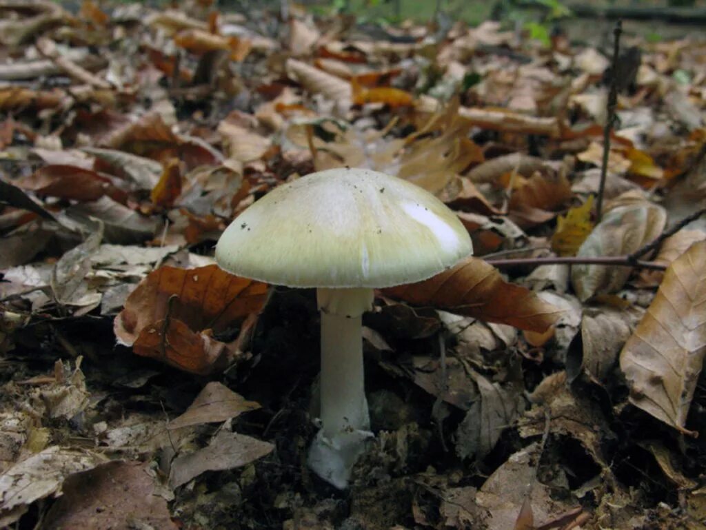 Поганка гриб можно есть. Бледная поганка гриб. Бледная погоганка гриб. Amanita phalloides гриб. Бледная поганка (Amanita phalloides).