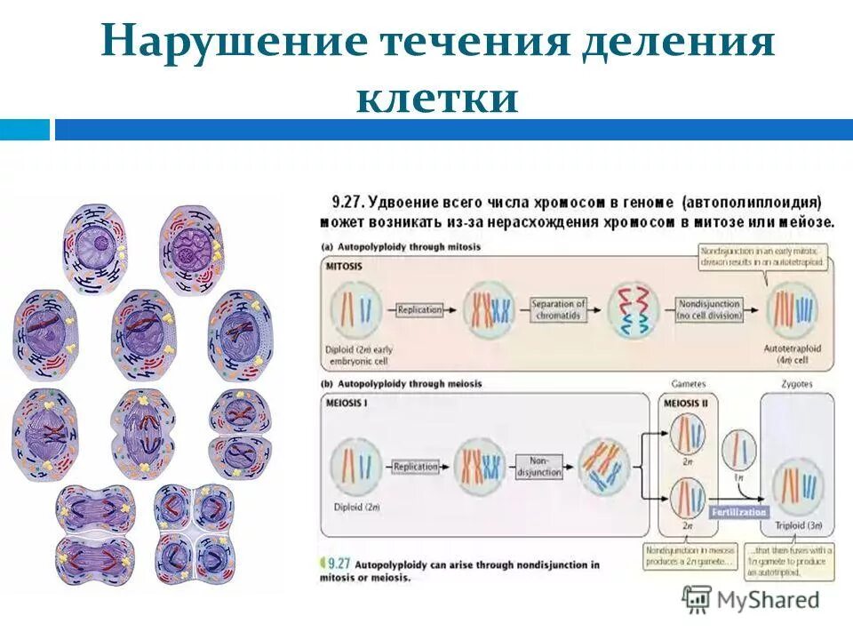 Клеточный центр с центриолями в животной клетке функции. Строение центриоли клетки. Жизненный цикл клетки интерфаза и митоз. Клеточный центр веретено деления. Клеточный центр процесс деление клетки.