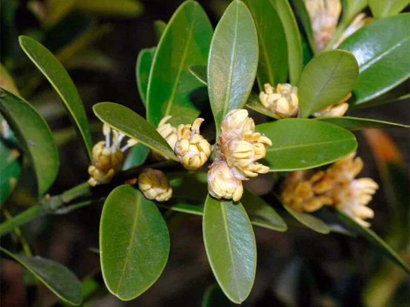 Buxus sempervirens самшит. Самшит цветение. Вечнозеленые цветущие кустарники калифорнии. Самшит балеарский. Самшит буксус.