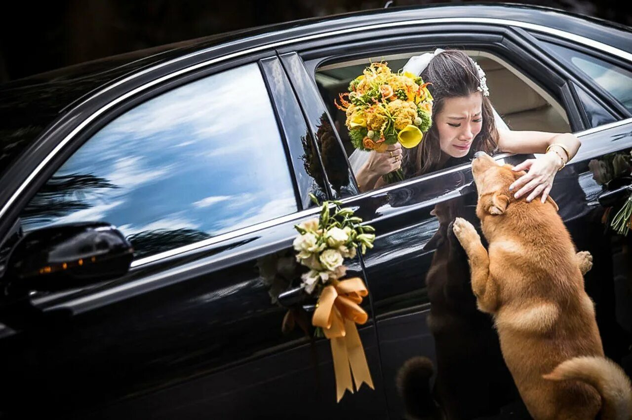 Веселое прощание. Свадебная фотосессия с собакой. Самые трогательные моменты. Фотографы и их работы. Собака невеста.