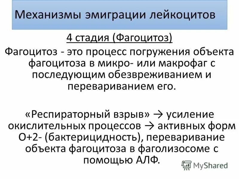 механизм эмиграции лейкоцитов при воспалении. механизмы эмиграции лейкоцитов. механизмы эмиграции лейкоцитов в очаг воспаления. стадии и механизмы эмиграции лейкоцитов. механизм эмиграции лейкоцитов.