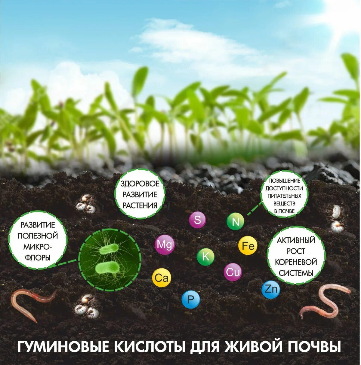 Плодородие зависит от содержания. Растения в почве. Удобрение почвы. Питательные вещества в почве. Полезные элементы для удобрения почвы.