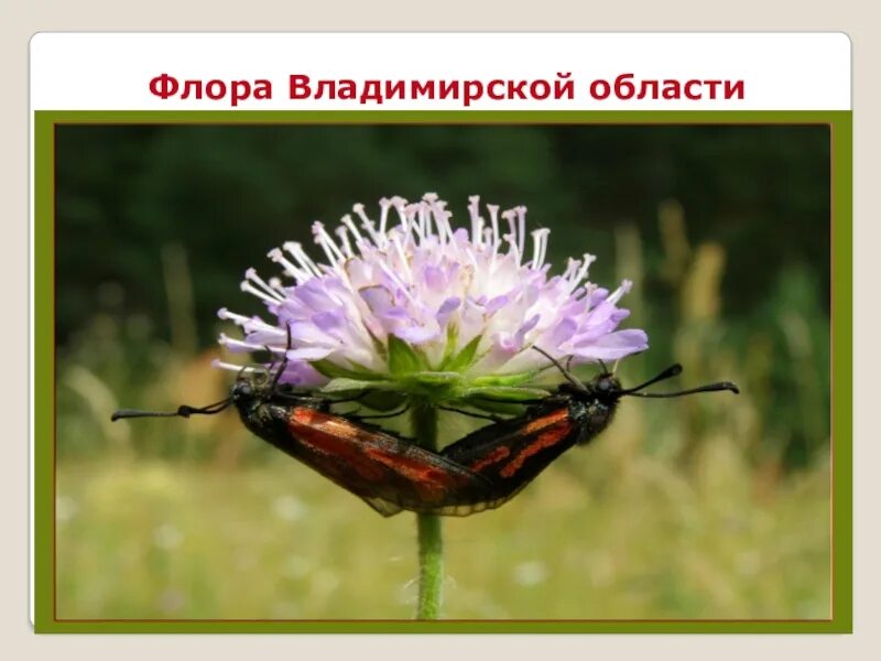 Животные красной книги владимирской области и описанием фото - ViktoriaFoto.ru