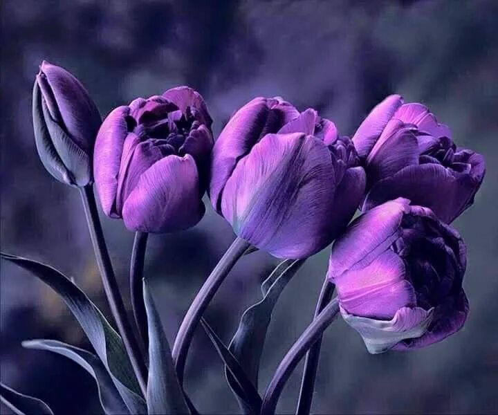 Сиреневые тюльпаны фото. Тюльпан сиреневый. Фиалковые тюльпаны. Тюльпан фиолетовый. Лиловые тюльпаны.