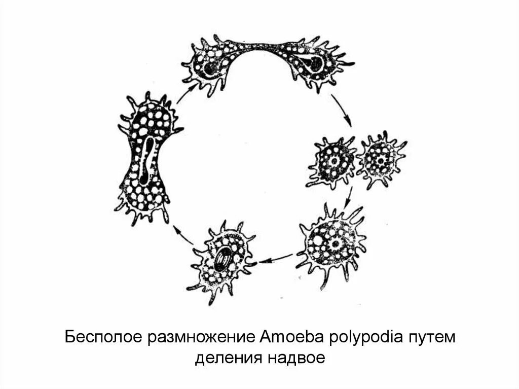 Бесполое размножение механизм значение. Размножение бесполым путем. шизогония это бесполое размножение. бесполое размножение рисунок. виды бесполого размножения.