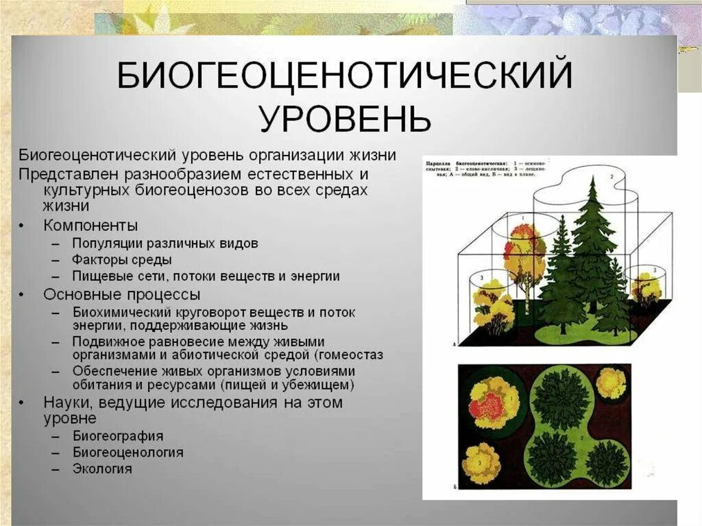 Разнообразие биосистем
