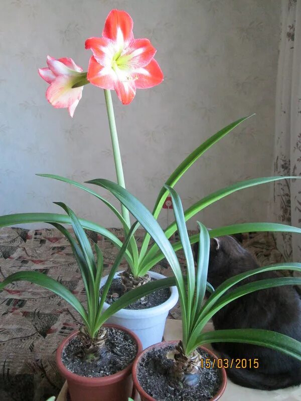 Цветок с длинными листьями гиппеаструм. Гиппеаструмы не цветущие. Гиппеаструм цветонос. Алоэ гиппеаструм. Гиппеаструм амариллис цветения.