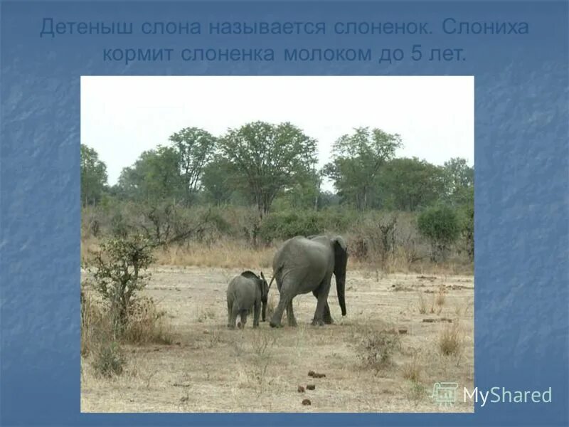 Почему слона назвали слоном