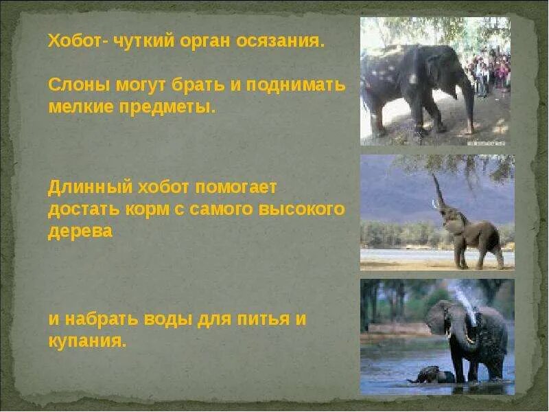 Слон использует хобот для перестановки. Какую функцию выполняет хоботок. какую функцию выполняет хоботок слоника. для чего слону хобот. осязание слон.