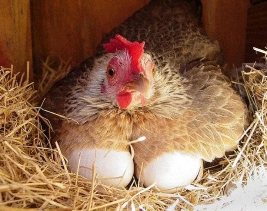Леггорн Браун гнездо. Курочка высиживает яйца. Наседка курица высиживает яйца. Леггорн Браун гнездо цыпленок. Цыплята под курицей