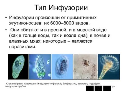 Жгутиконосцы и инфузории конспект