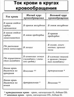 Артерии большого круга кровообращения таблица