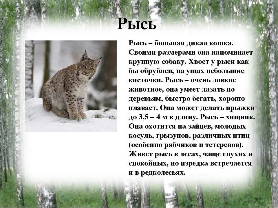 Рассказ о рыси 4 класс. Сообщение о диком животном 2 класс окружающий мир Рысь. Рысь описание. Животные красной книги Брянской области.