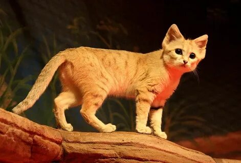Бархатном коте