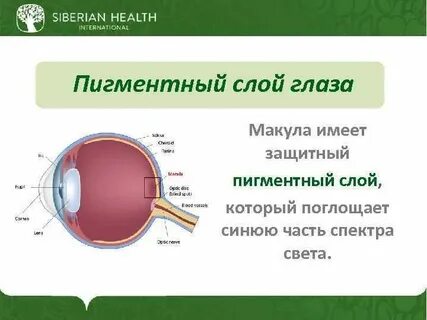 Защитные оболочки глаза