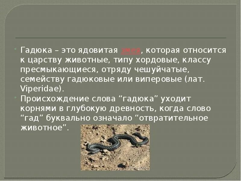 Кем является змея. Происхождение слова животные. царство вид класс отряд гадюка. змеи относятся. происхождение слова змея.