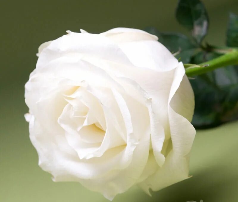 Включи белую розу. Розы "аваланш". Букет белых роз. Красивые белые розы. Включи белую розу.