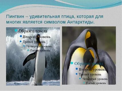 Текст пингвины 3 класс
