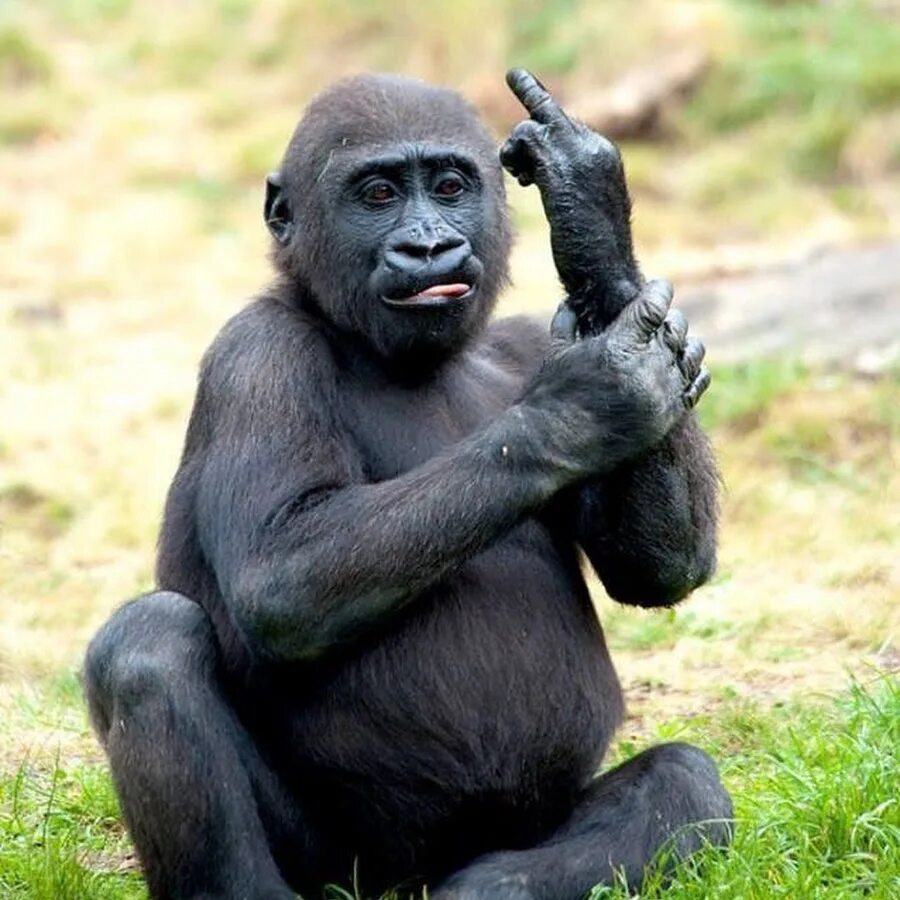 Горилла канзи. Забавный шимпанзе ошибка. Обезьянка с плакатом прикол. Мартышка. Шимпанзе с бусинками.