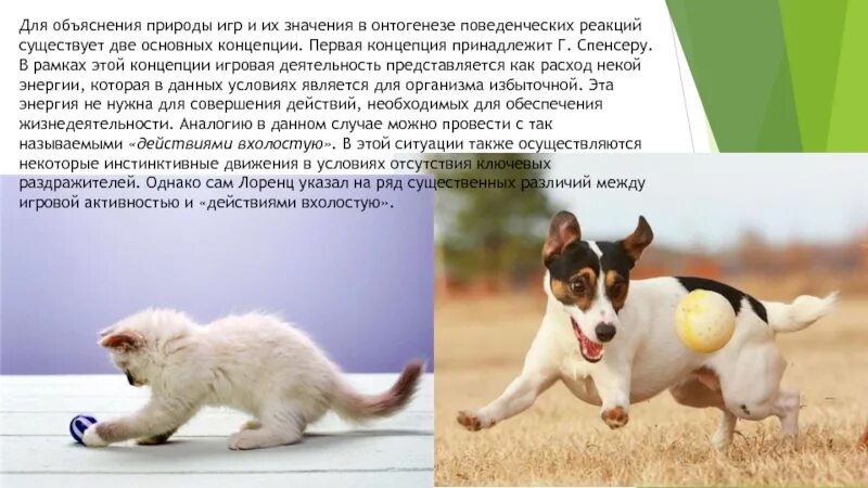 Активность животных определяют как. Основные концепции игры животных. игры животных зоопсихология. деятельность животного. активность животных это.