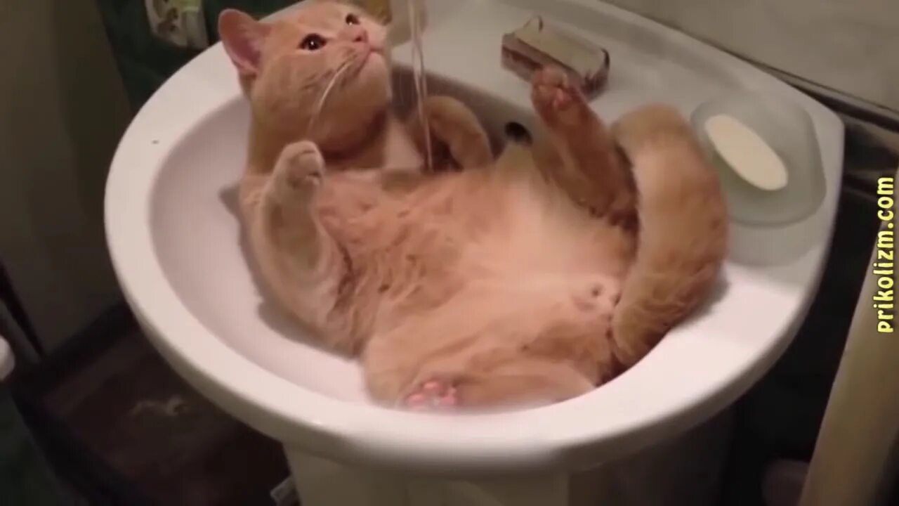 Видео смешных котят до слез. Видео смешных котят до слез