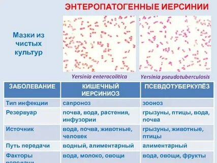 Enterobacteriaceae норма в мазке