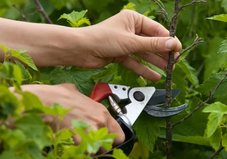 Подрезанных кустов