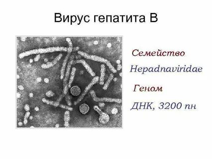 Днк вируса гепатита в