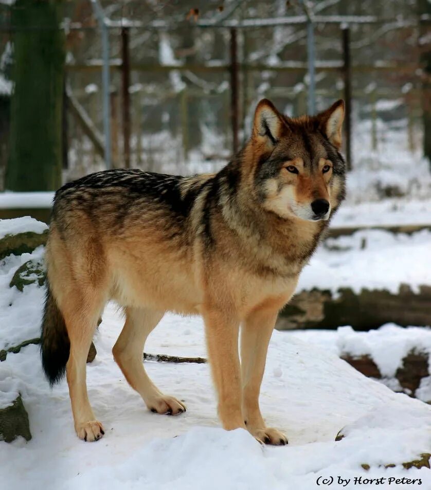 Mexican gray wolves are endangered. A New Mexico zoo is trying to help save them
