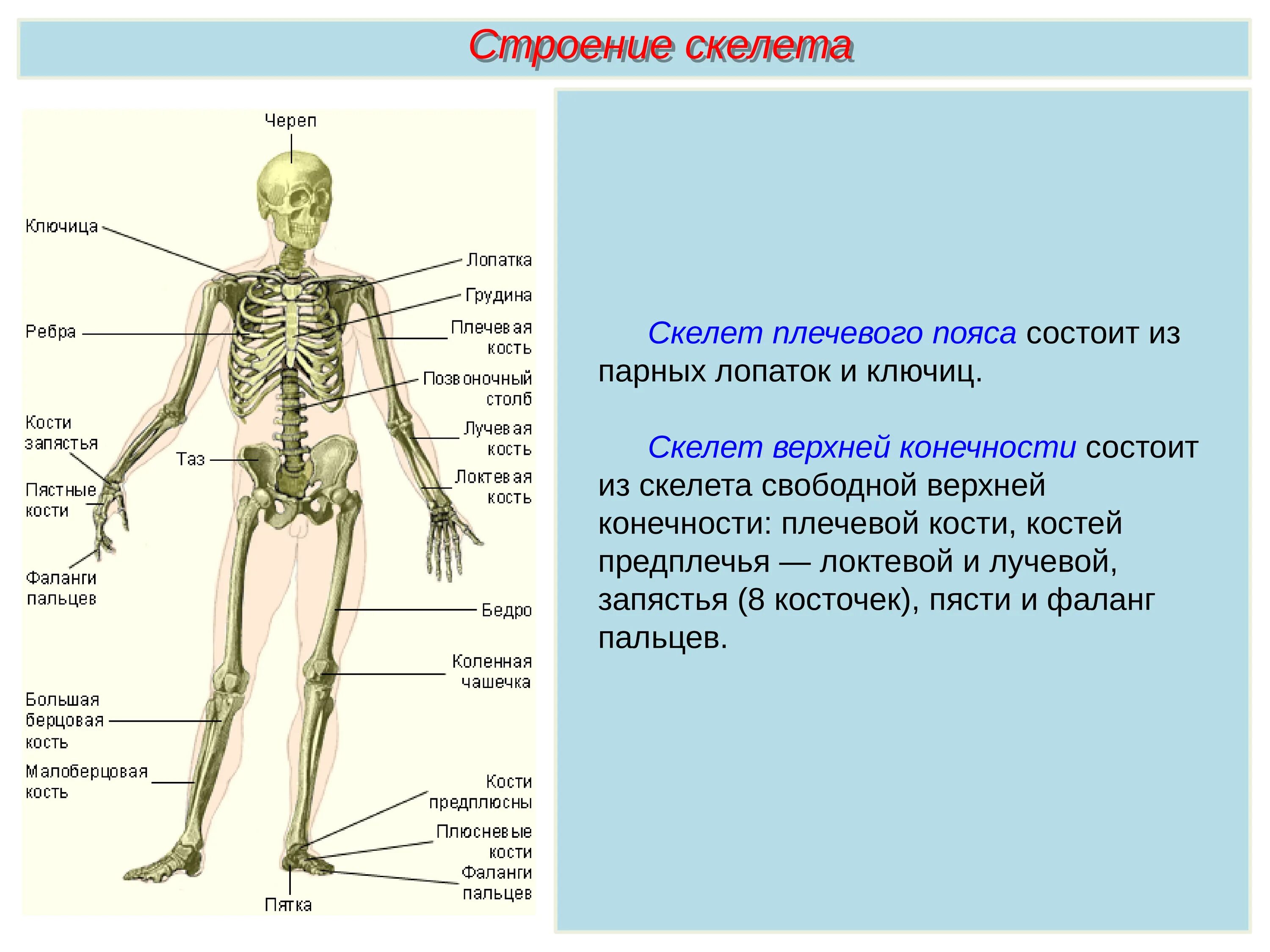 Биология 8 класс скелет строение состав и соединение костей. Строение скелета туловища человека. Скелет туловища Тип соединения костей. Название костей скелета туловища. Установить соответствие кости скелета человека