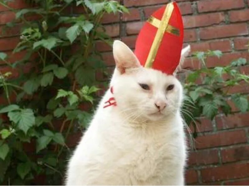 Кот священник. Католичество кот. Священники и коты. Католик Мем кот. 1 this is a cat