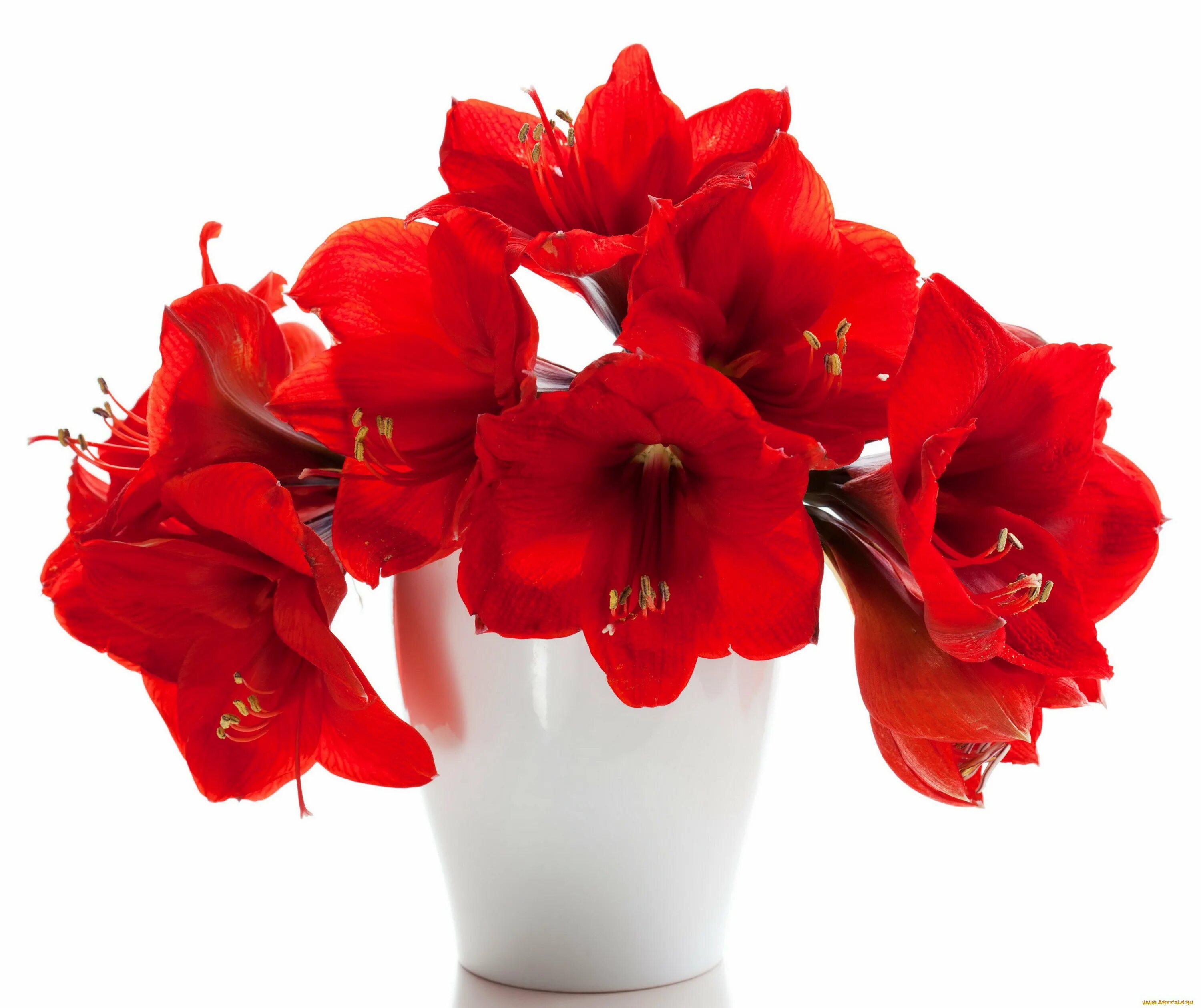 Амариллис. Амариллис цветок красный. Гиппеаструм алый. Амариллис белладонна.