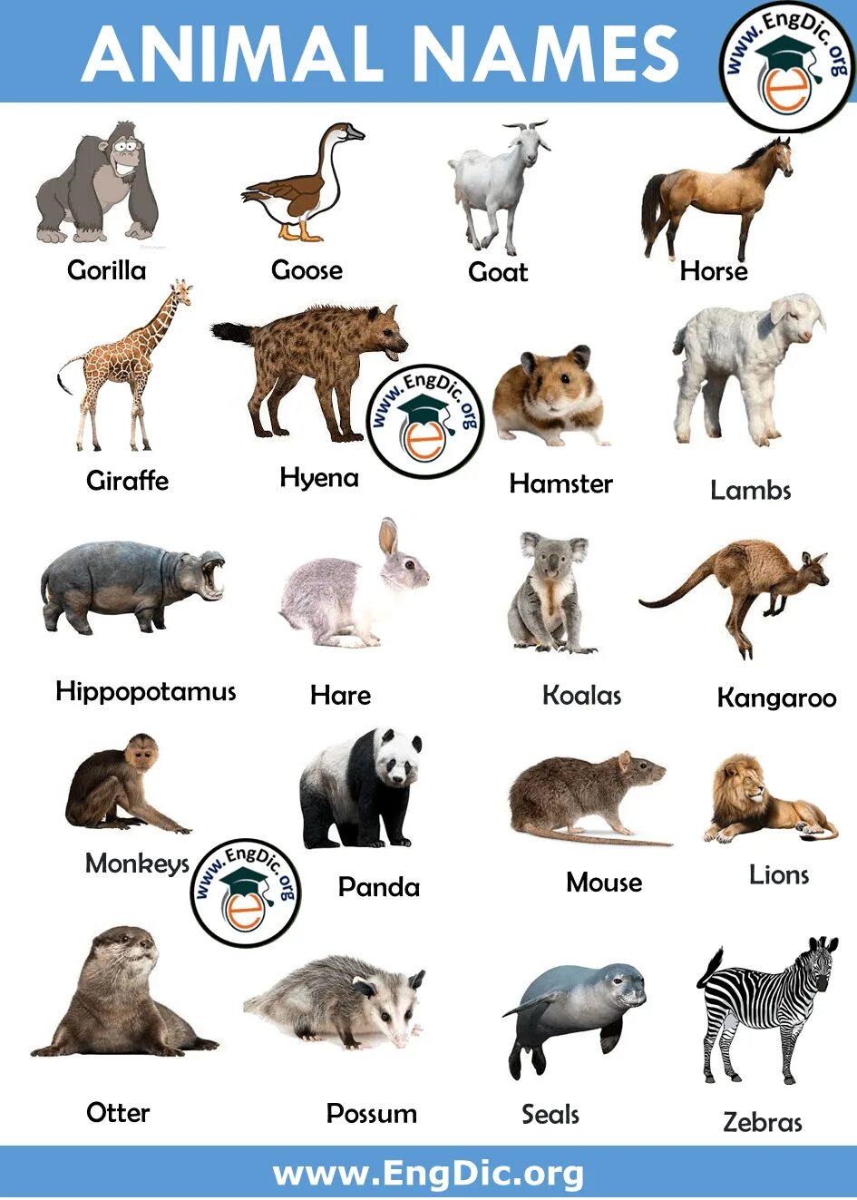 Имя animals