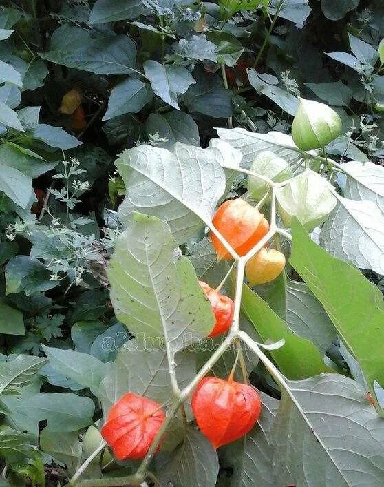 Физалис овощной. Физалис граунд черри. Физалис земляничный рассада. Физалис египетский. Физалис земляничный.
