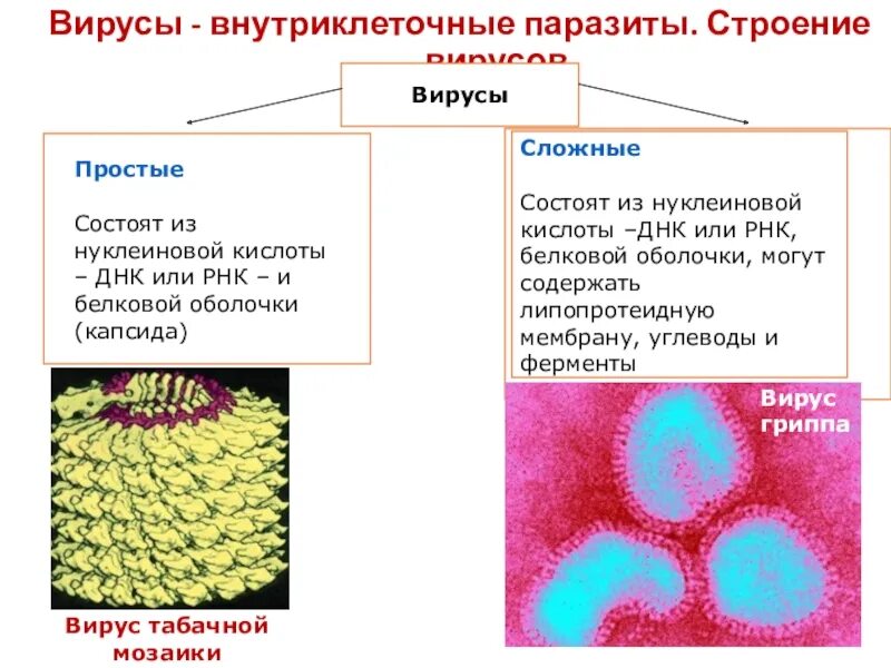Строение вируса ЕГЭ биология. Вирусы это факультативные внутриклеточные паразиты. Неклеточные формы жизни вирусы и бактериофаги. Вирусы ЕГЭ.