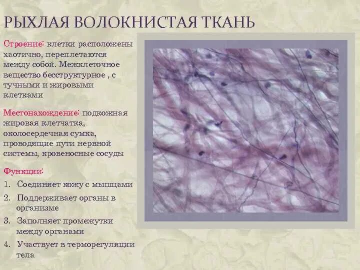 Areolar Connective Tissue Under the Microscope View Stock Image - Image of anima