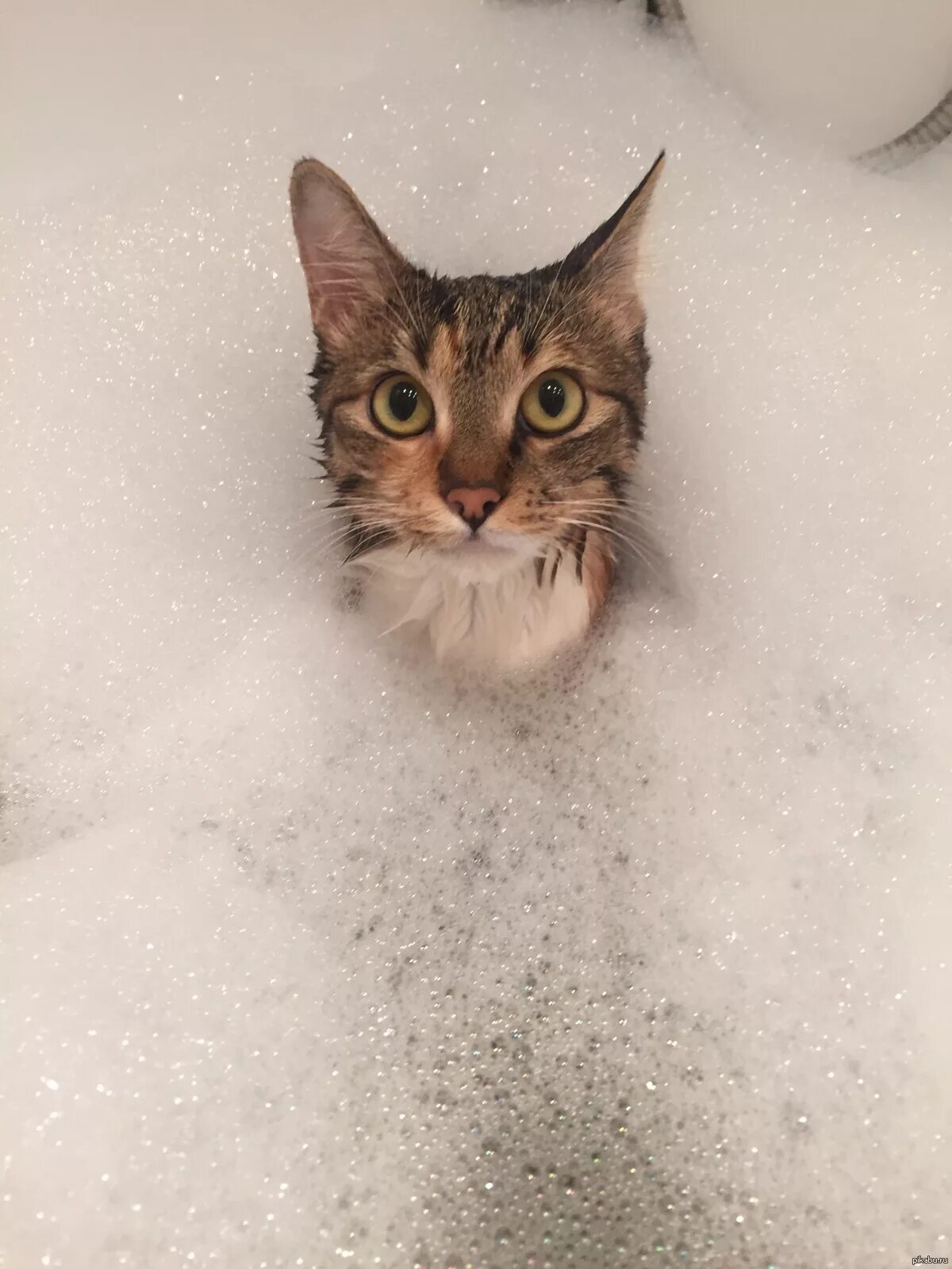 Кошка купается. Котик в ванной. кошка в ванной. кот в пенной ванне. кот купается.