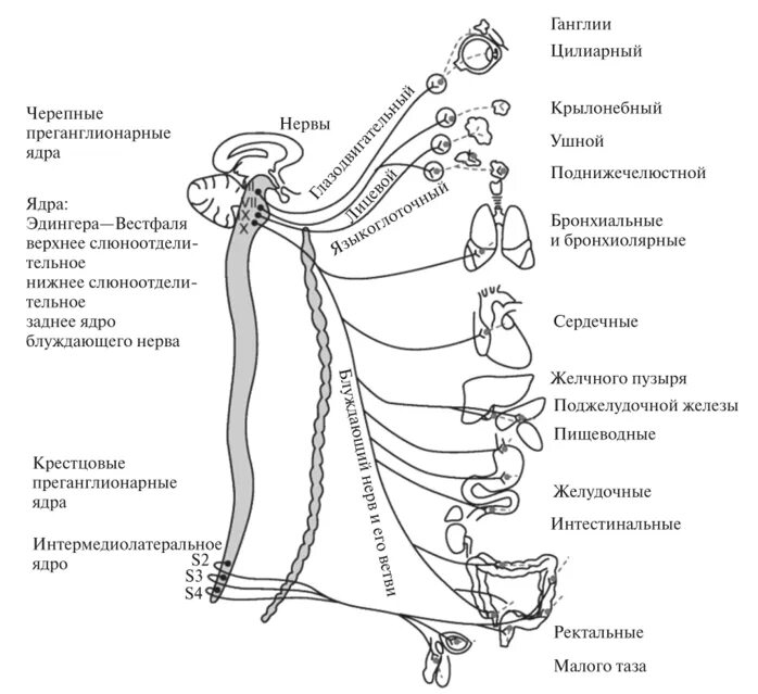 Блок-схема парасимпатического отдела вегетативной системы. Парасимпатическая нервная система анатомия схема. Блок схема парасимпатического отдела вегетативной нервной системы. Парасимпатический отдел вегетативной нервной системы схема.