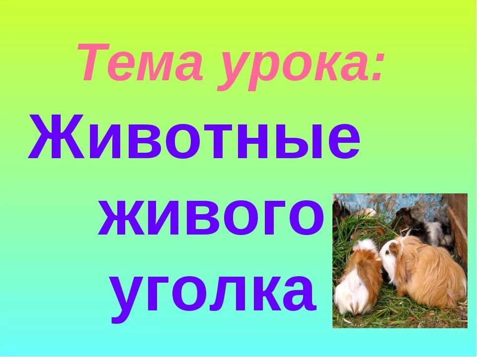 Проект про животных 1 класс. Питомцы живого уголка. Животные живого уголка 2 класс окружающий мир. Живой уголок окружающий мир 2 класс. Тема урока животные.