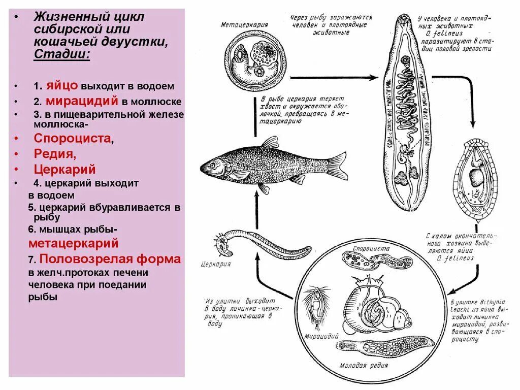 Печеночный сосальщик диагностика. Жизненный цикл кошачьего сосальщика схема. Жизненный цикл кошачьего сосальщика. Цикл развития кошачьего сосальщика схема. Жизненный цикл трематод схема.