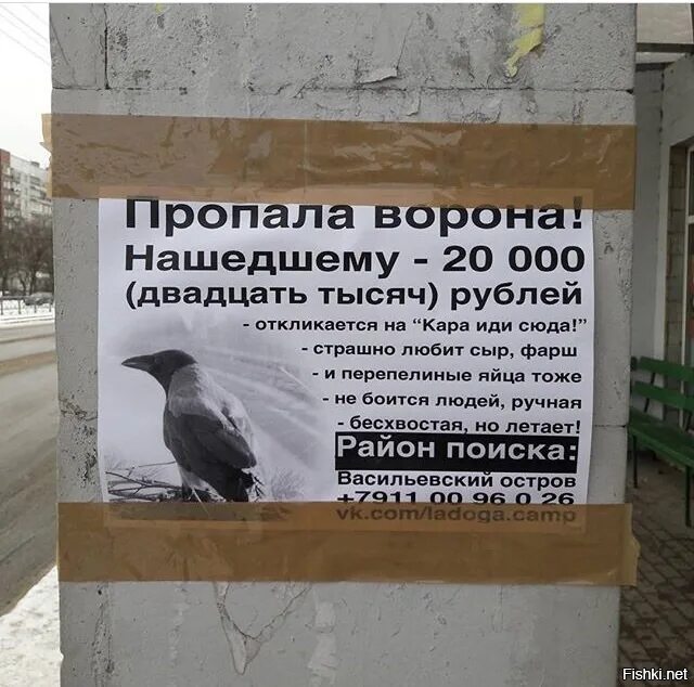 Куда пропали вороны. Серая ворона гнездо веб камера эстония. Куда пропали вороны. Потерялась ворона. Ворон метр.