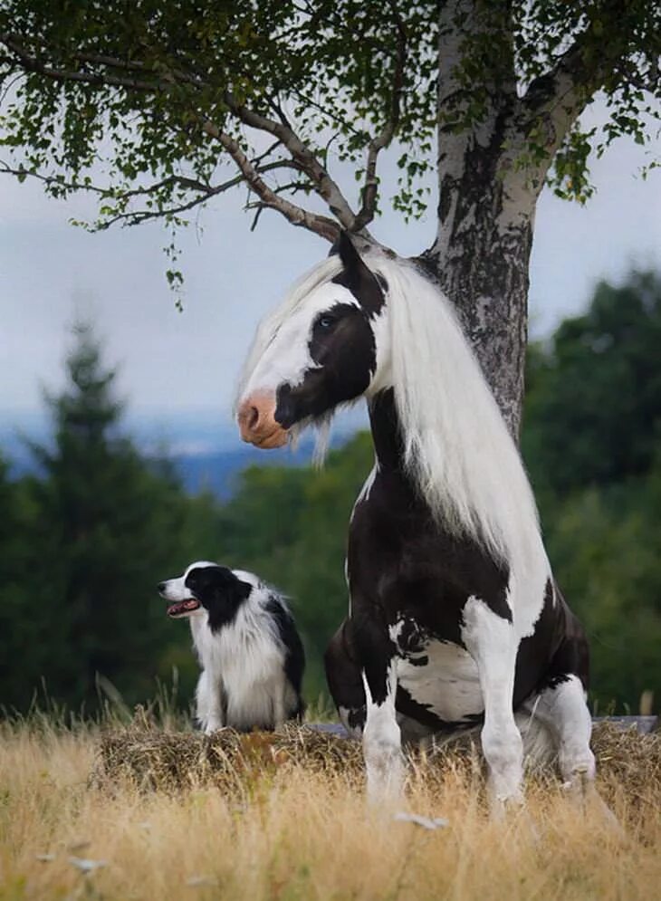 Animals brothers. Разные животные. Лошадь и собака. Лошадь похожая на корову. Корова и лошадь.