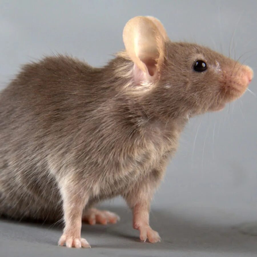 Серая мышь 14. Мышь животное. Серая мышь. Мышка серенькая. Породы мышей домашних.