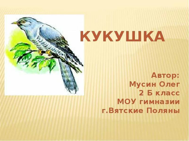 Ты кукуй кукушка mp3. Кукушка. Кукушка презентация. Кукушка 1 класс. Кукушка презентация для детей.