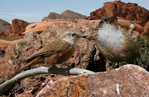 East bird