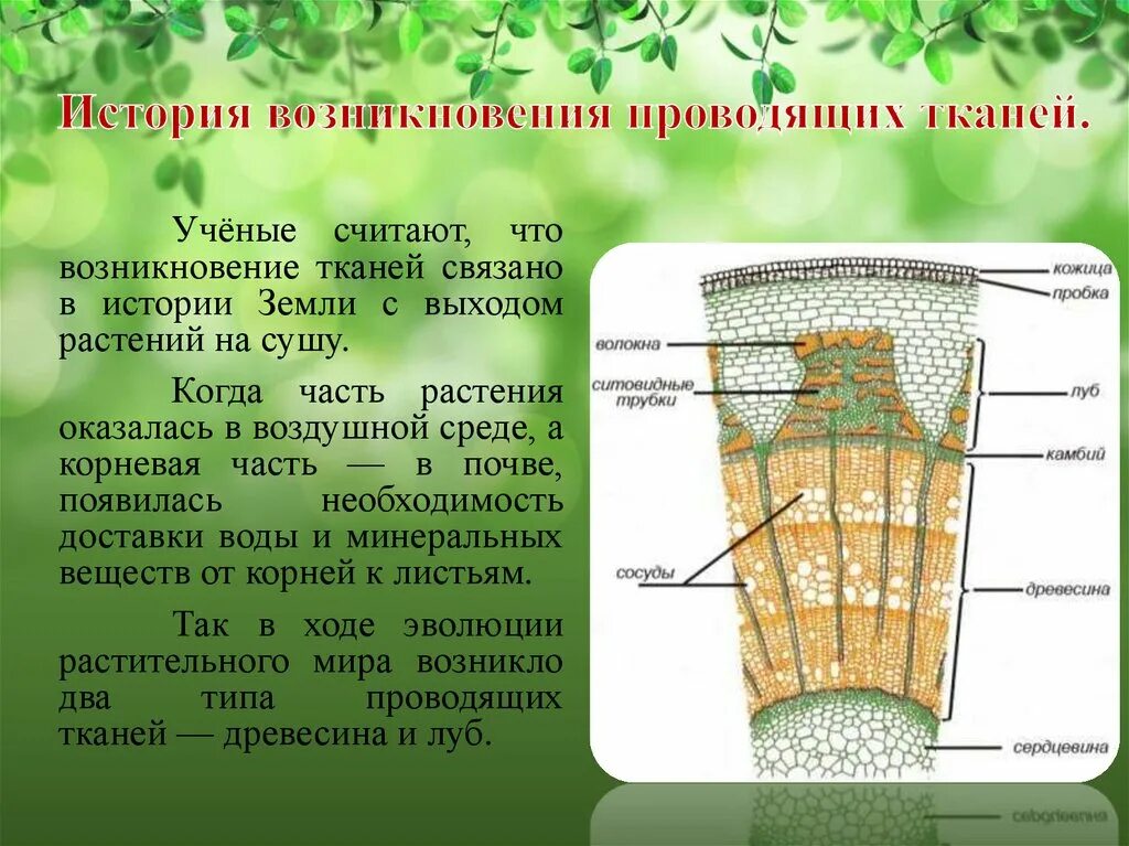 Ткани растений. Передвижение веществ у растений. Ткани стебля растения. Передвижение питательных веществ по растению. Кожица какая ткань у растений