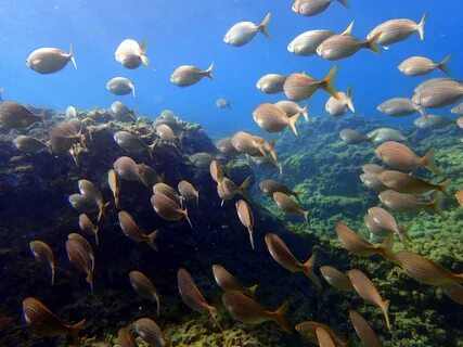 Рыбы средиземного моря турция фото и названия