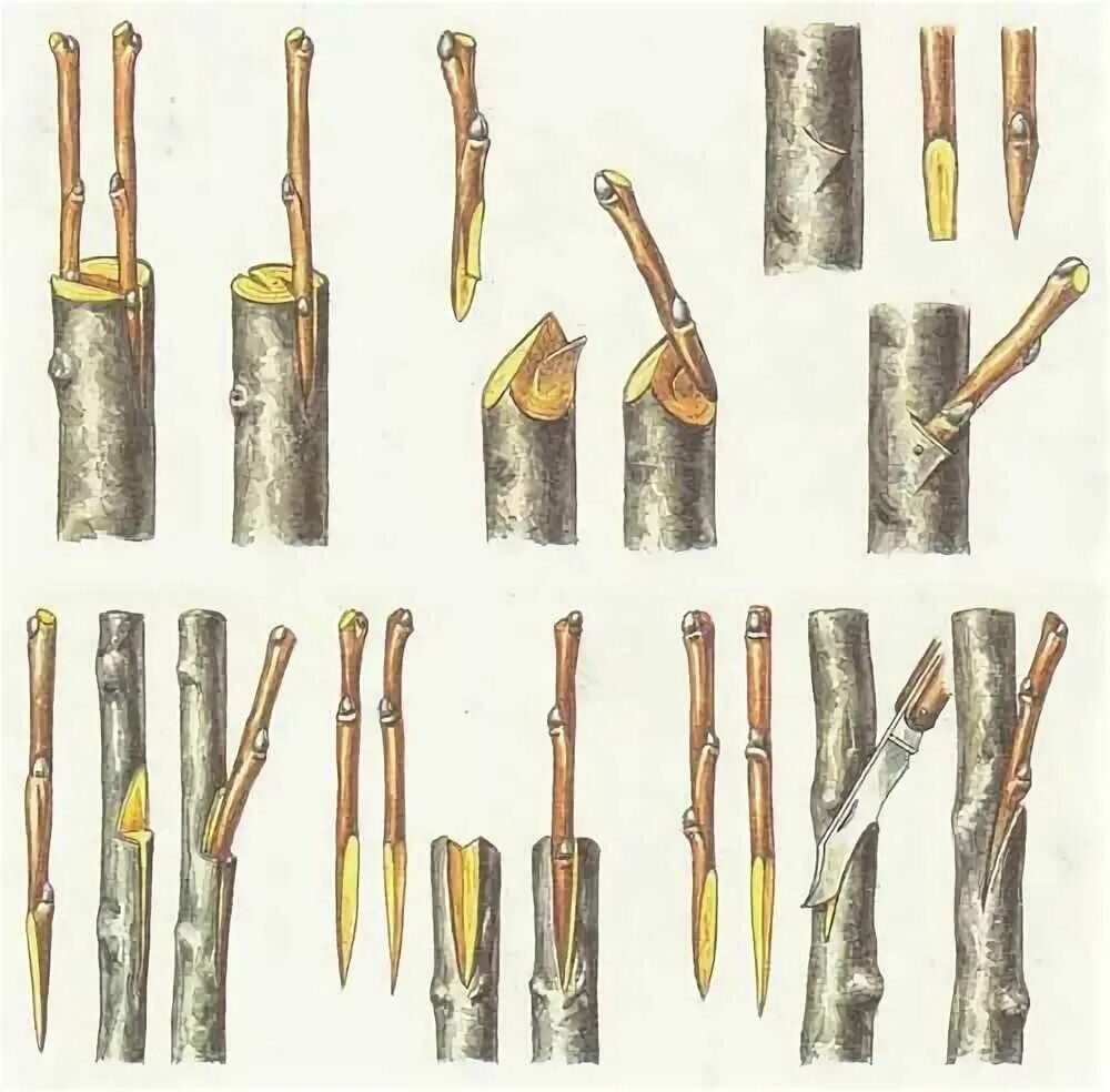 Прививка деревьев яблонь. Прививка яблони окулировкой. Прививка яблони подвой привой. Прививка яблонь весной для начинающих на дичку. Привой подвой окулировка.