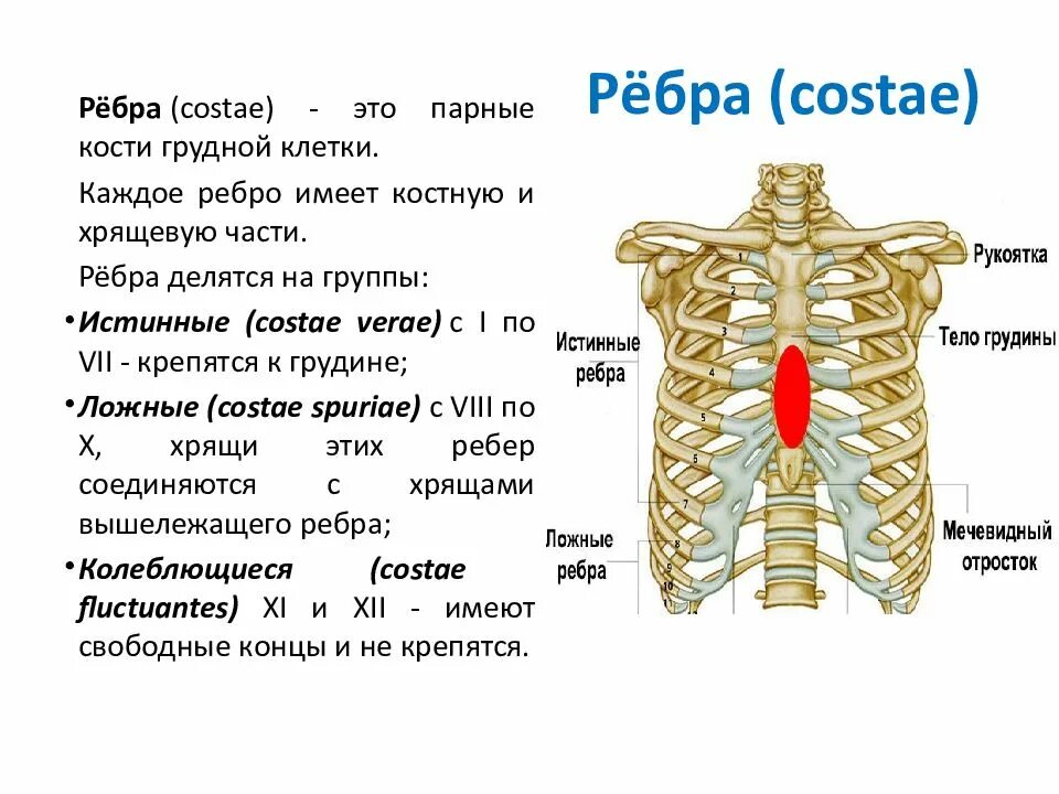 Сколько в ребре воды. Ребро строение строение. Ребра анатомия человека строение. Рёбра человека строение количество. Рёбра человека строение нумерация.
