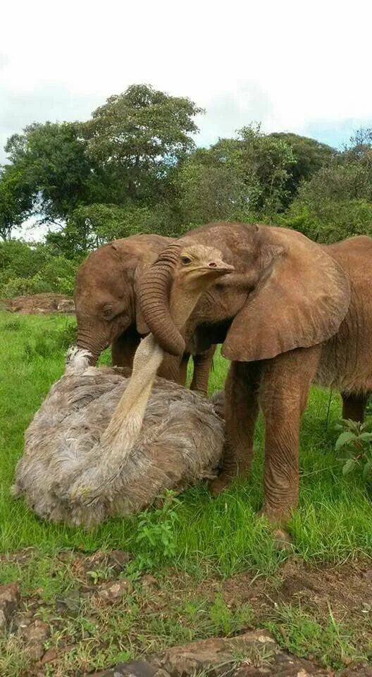 Elephant friends. Слоны дружелюбные. Слоны любовь. Слон и страус. Слон и слониха любовь.